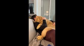 Maple the golden retriever melts hearts with toddler-like nap