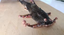 Infected fish spark concerns over river pollution in Thailand