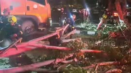 Motorcycle rider injured when tree falls onto her in Bangkok