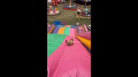 Puppy Plays On Giant Inflatable Slide