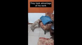 Dogs Steal Blanket From Friend
