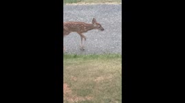 Baby deer walks up to me while I was outside my home didn’t see mom and never saw the baby again sadly