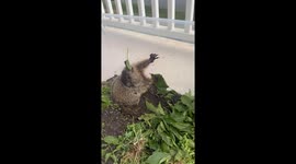 Paraplegic groundhog