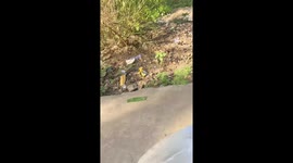 Clingy pet dog jumps onto tricycle to accompany his owner to work