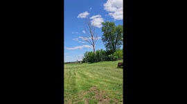 Polite Tree Turns Itself To Firewood