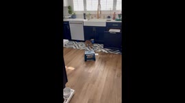 Garbage-Digging Dachshund Freezes in Guilt