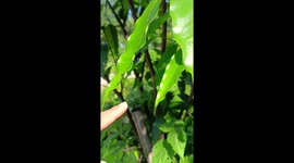 Big beautiful beetle clings to lush green leaf