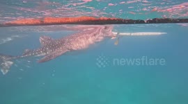 Whale shark gulps down its lunch from surface of the sea