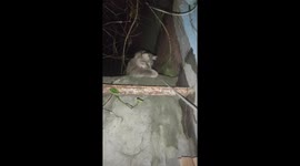 Stubborn pet Persian cat refuses to go home at night