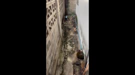 Two stray kittens lost in back of home rescued