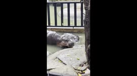 Baby hippo Moo Deng relaxes in the rain with her mum