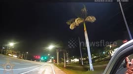Kitten Interrupts Traffic Stop, Ends Up in Patrol Car