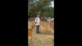 Cracker beef turns wild as two deer throw down in Nara Park