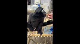 Pet monkey munches on snacks in Myanmar