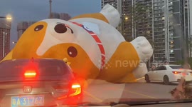 Giant inflatable Shiba Inu dog halts traffic