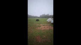 Hungry wild boar raids tent in search of food