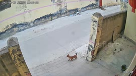 Clever Dog Fetches 50 Yuan Banknote from Street and Brings It Home in Zhejiang, China
