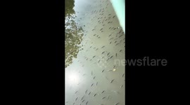 Man “Lectures” Fish on Safety—Fish Magically Disperse Right After in Guangdong, China