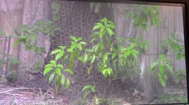 Squirrel playing in bushes