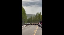Bison traffic jam in Yellowstone National Park, Wyoming, United States