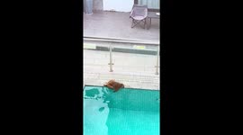 Adorable moment monkey goes for a dip in hotel swimming pool