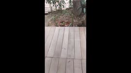 Ant Carries Cigarette Butt