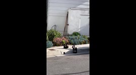 Skunk Family Conquers Sidewalk Curb