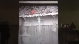 Male Cardinal feeding his mate seeds from my bird feeder