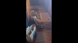 Orange Kitten Wears Bag Necklace