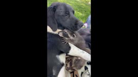 Pupper Plays With Baby Raccoons
