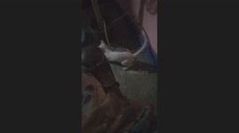 Cute kitty jumping for trapping mouse funny moments caught on camera