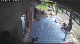 Rooster crashes into mirror and gets chased in Surat Thani, Thailand