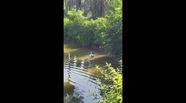 Duck uses friend as a floating perch in Sichuan, China