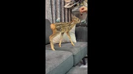 Young deer and parrot share a sweet moment in Amol, Iran