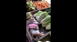 Ballerina Kitten At The Market