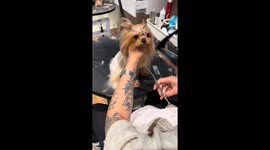 Dog outsmarts groomer with mustache moves in Liaoning, China