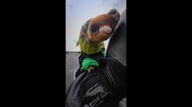 Motorcycling Doxie Has Teeth Whipped By Wind