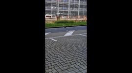 Corvid Moves Trash To Roadside Grass
