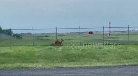 US: Two Deer Try To Enter Rochester Airport But Are Forced To Retreat