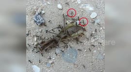 Israel: Ants Clear Paths For Their Sisters Using Swarm Intelligence That Imitates Planning