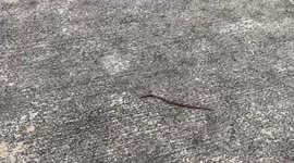Florida jogger stumbles across insane ninja worm on sidewalk