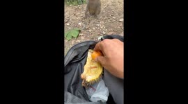 Monkey snubs durian-flavored loquat in Guizhou, China