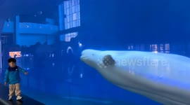 Beluga teases child through glass, ends in tears in Shandong, China
