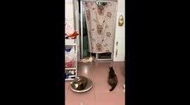 Cat brings down curtain after claw mishap in Guangdong, China