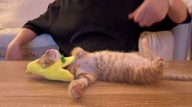 Cat relaxes in hat until snacks hit the belly in Tianjin, China