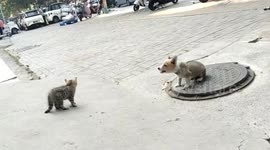 Kitten playfully teases tied-up puppy in Hubei, China