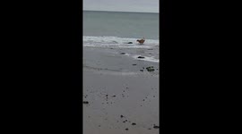 Our 20 month Goberian (Golden retriever x Siberian Husky) face-plants on Cromer Beach (14 seconds in).
