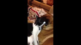 Cat cleans Boxer Dog's ears