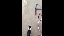 Cat walks alongside bike
