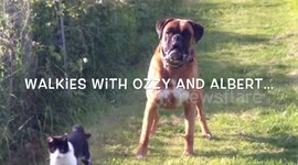 Cat and Dog enjoy a walk together